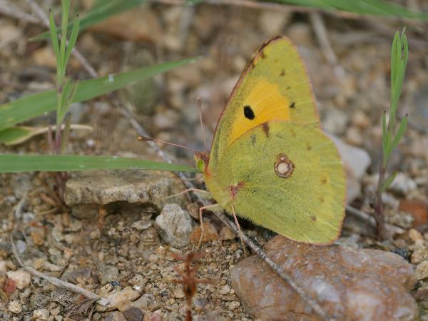 <h3>Colias&nbsp;crocea / Clouded&nbsp;yellow / Oranje&nbsp;luzernevlinder</h3>OM-1 Mark II met OLYMPUS M.150-400mm F4.5 TC, 1/2000 sec  bij F5.6, ISO 640, afstand 2.75&nbsp;m